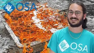 Amazing Algae - Dragon's Breath (Halymenia)