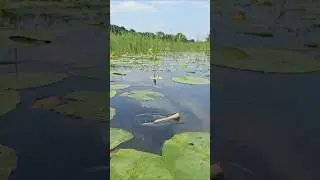 Wow! Amazing Hook Fishing video in Beel water #hook_fishing #bigfish #fishvideo #fishing #shorts