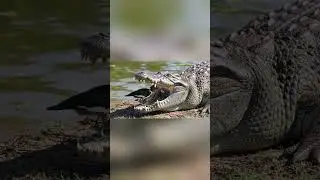 Birds Steal Food from Crocodile&rsquo;s Jaws! 🐊🐦