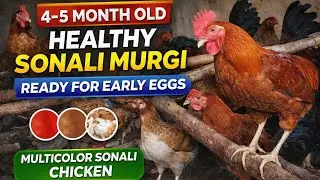 4&ndash;5 Month Old Healthy Sonali Murgi | Multicolor Sonali Chicken | Early Egg Laying | Dillikadesifarm 
