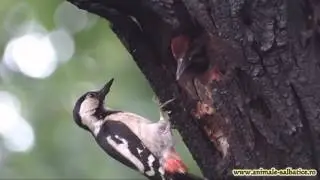 Woodpecker feeding baby in the nest / Ciocanitoare de gradina hranindu-si puii in cuib