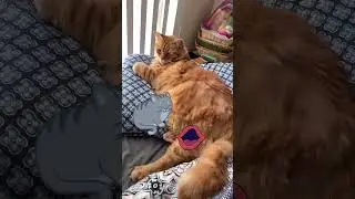 Who are these &ldquo;not a cat person&rdquo; people? #notacat #chonk #catsvideo
