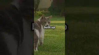 Why Cats Attack Your Feet: The Mystery Unveiled!