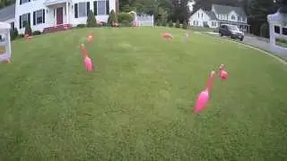Flamingo Flocking Flyover