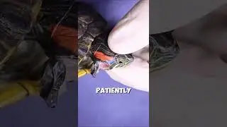 This man saved a turtle&rsquo;s life!  🐢🐢🐢