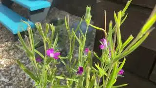 Corncockle plant - UK wildflower
