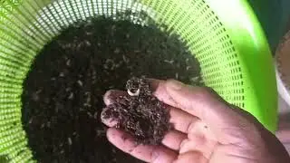 How to separate BSF larvae from frass.