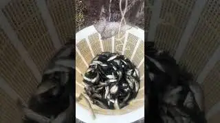 A Pond Full of Fish 🐟🌊 | Calm, Natural & So Relaxing