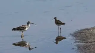 Greater and Lesser Yellowlegs