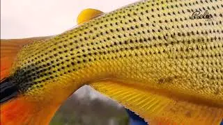 Pesca de dorados con artificiales en Ranchos del Isoro