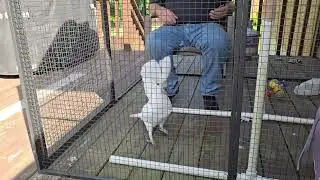 Onni The Cockatoo Dancing and Hopping With Joy!