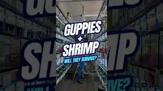 Will Guppies EAT Shrimp  | &nbsp;Shrimp in Fish Tank
