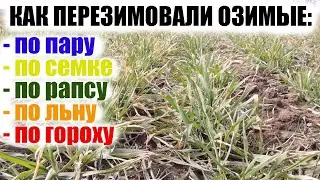 Большой обзор озимых. ТОП предшественников для озимых зерновых культур. Селитра на глаз.