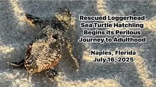 Rescued Loggerhead Sea Turtle Hatchling Begins its Perilous Journey to Adulthood in Naples, Florida