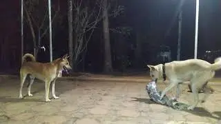 playtime for best friends Kuttu & Mottu.  #indianpariahdog