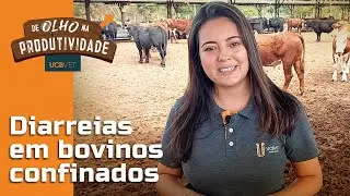DE OLHO NA PRODUTIVIDADE   DIARREIAS EM BOVINOS CONFINADOS