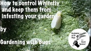 How to control Whitefly and keep them from infesting your garden.