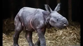 First Greater One-horned Rhino calf ever born in Australia!