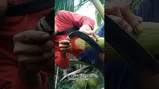 TUAK OR TODDY FARMING Ep. #7 #coconutwine #new2025 #viral2025
