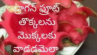 728 - Using Dragon Fruit Peels For Plants In Our Garden For Better Growth And Harvest 