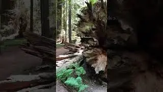 Our favorite spots in Redwood National Park 👇👇 We road tripped through the Redwoods in the spring