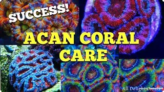 Acan Coral Care (100% успех) 🙌🏻