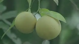 Auguri ENG