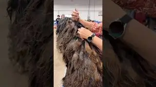 🐾Matted Dogs Rule!