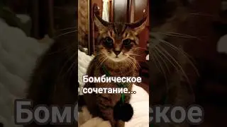 Жизнь она нервная #цитатыстэтхэма #cat #кот #котики
