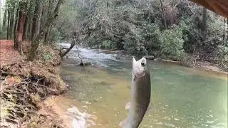 Pesca y cocina de truchas 🎣asi espezamos el año