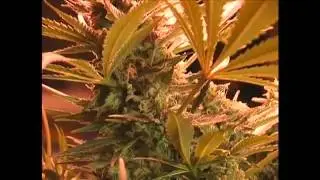 TGA Qleaner day 47 not 53, lol, ooops, of flower November 21, 2011   YouTube