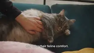 15 Purr-fectly Curious Cat Facts: Unleashing the Mystery of Felines!