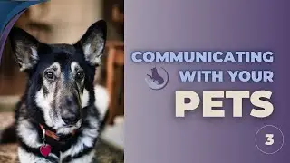 Animal Communication Series with Lisa Lucas | No 3| Using Animal Communication to Solve Pet Issues