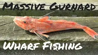 Wharf Fishing & Crabbing On The NZ West Coast | Gurnard & Paddle Crab | Spring 2017