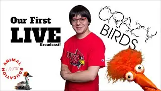 Animal Education Podcast | CRAZY BIRDS | LIVE