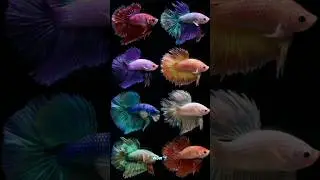 Incredible Betta Fish Types You Didn't Know Existed🔥🐠#shorts #bettafish #shortsfeed #aquarium #fish