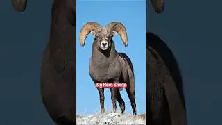 Planet Zoo DLC ideas! Mountain Pack #planetzoo #shorts #fyp