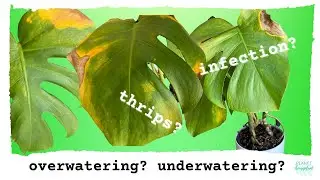 What's Wrong With My Houseplant?  Overwatering vs underwatering