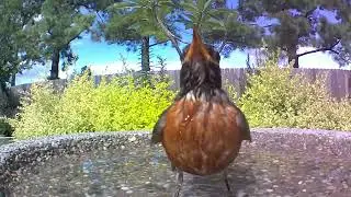 Birdbath visitors on 06.27.24
