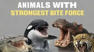 Top 5 Animals with the Strongest Bite Force | Ultimate Animal Power!