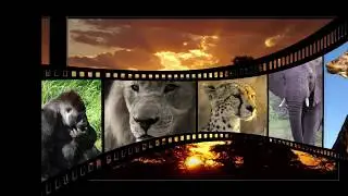 Real Animal Sounds
