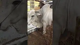 Bokolo breed bull characteristics