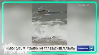 Just chilling: Alabama beachgoers spot big gator relaxing in the surf