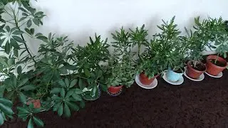 ЯНА  ХОНА   ГУЛЛАРИМ  ТУГРИСИДА 🪴🪴🪴⚘️⚘️⚘️🌿🌿🌿
