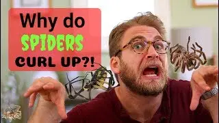 Why do spiders' legs CURL UP when they DIE??