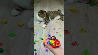 Cat Barsik Cubes 🎲🌈⭕ Reverse video #marblerunandmore #cat #reverse