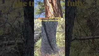 Woodworking with wood from a tree EXPLODED by lightning! #trees #woodworking