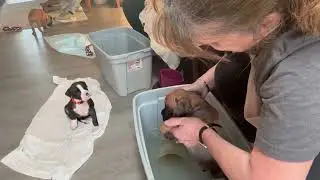 Dash Dash got away! Everyone but Dash got a bath.  
