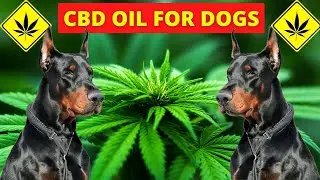 CBD Oil For Dogs - Will It Get Your Dog High? (Vet Explains)