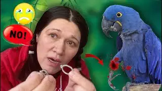 OH NO! I AM PANICKING My HYACINTH MACAW PARROT wants to BITE OFF  his LEG because of the LegBand